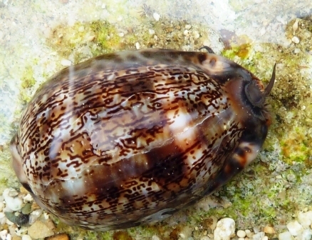 Arabian Cowry