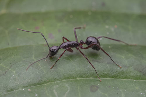 Camponotus panamensisCamponotus panamensis