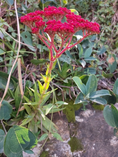 grassland red crassula