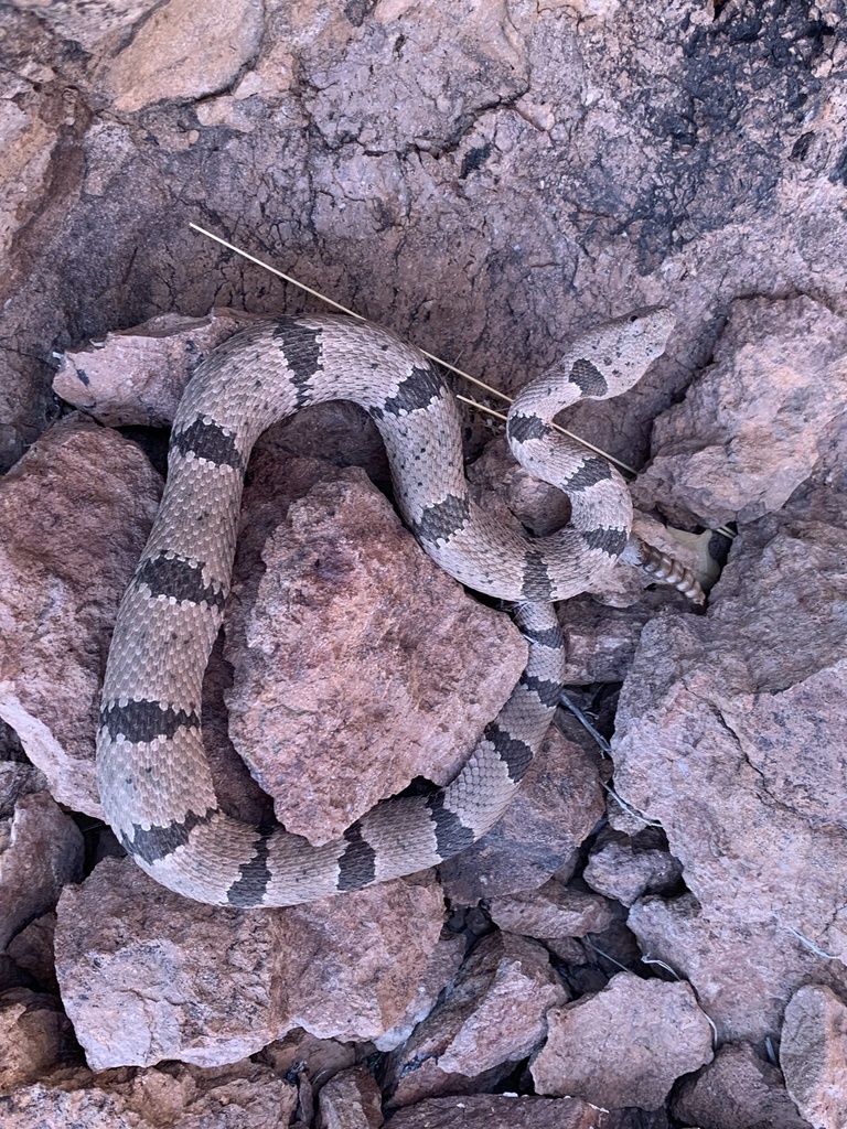 Banded Rock Rattlesnake in April 2024 by Caleb Loughran · iNaturalist