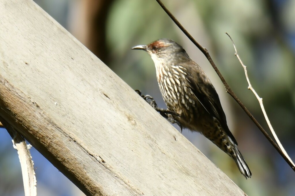 Red-browed Treecreeper from 10tW Firetrail Wedderburn NSW 2560 ...