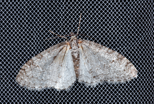 Early Tooth-striped
