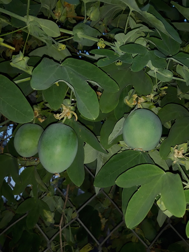 white passionflower