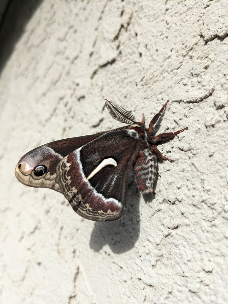 Ceanothus Silk Moth from Cordova Bay Rd at Mt Douglas Park, Saanich, BC ...