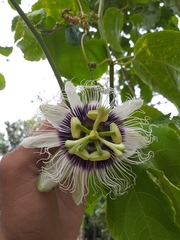 Passiflora edulis image