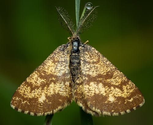 Rudasprindis nuotrauka