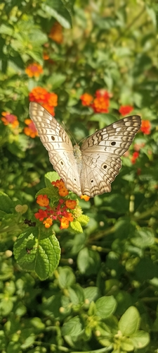 White Peacock