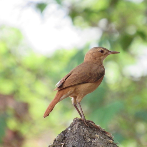 Rufous Hornero