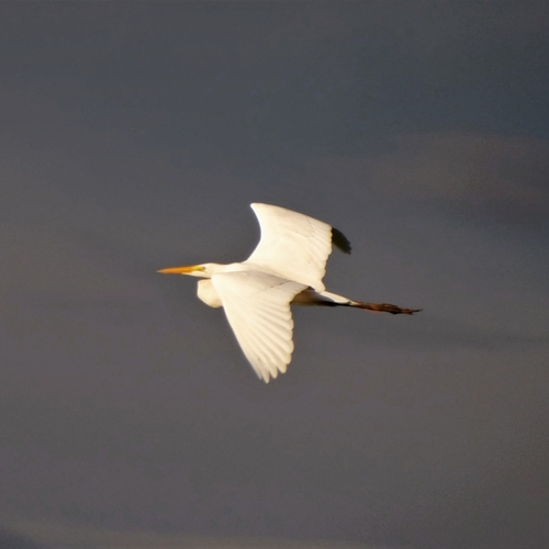 Great Egret
