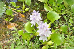 Eichhornia crassipes image