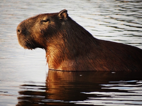 Capybara
