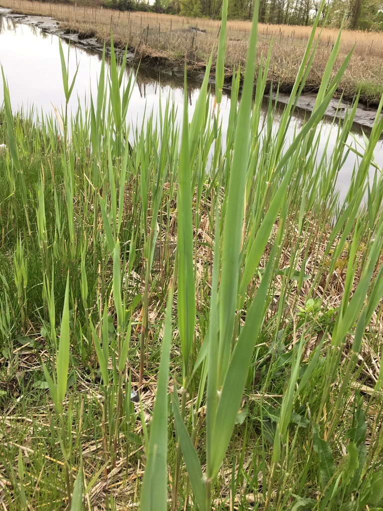 Common Reed Mt common reed from 6th Ave, New York, NY, US on April 28, 2019 at 09:00 ...