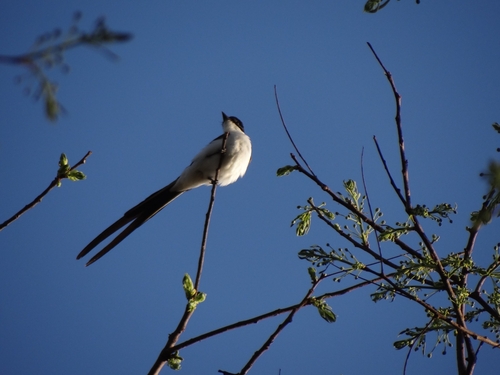 Fork-tailed Flycatcher