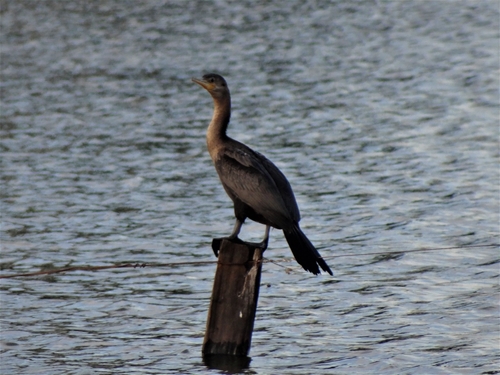 Neotropic Cormorant