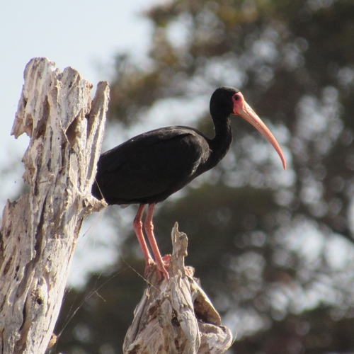 Bare-faced Ibis