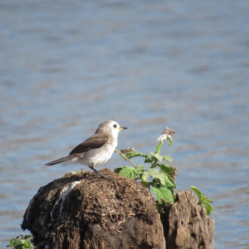 White-headed Marsh Tyrant