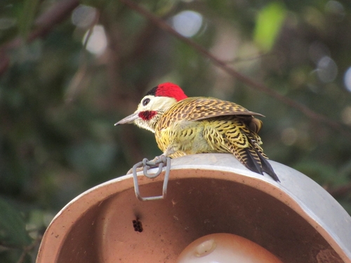 Green-barred Woodpecker