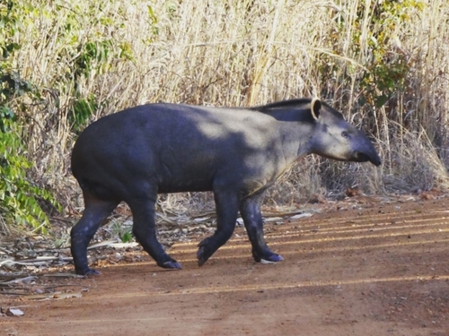 South American Tapir