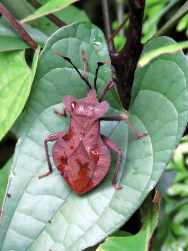 Dalader planiventris · iNaturalist