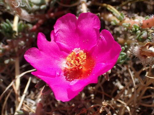 moss rose