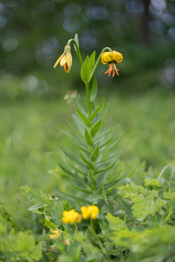 Bosnian Lily from Lukovo Šugarje, Chorvátsko on June 12, 2023 at 02:17 ...