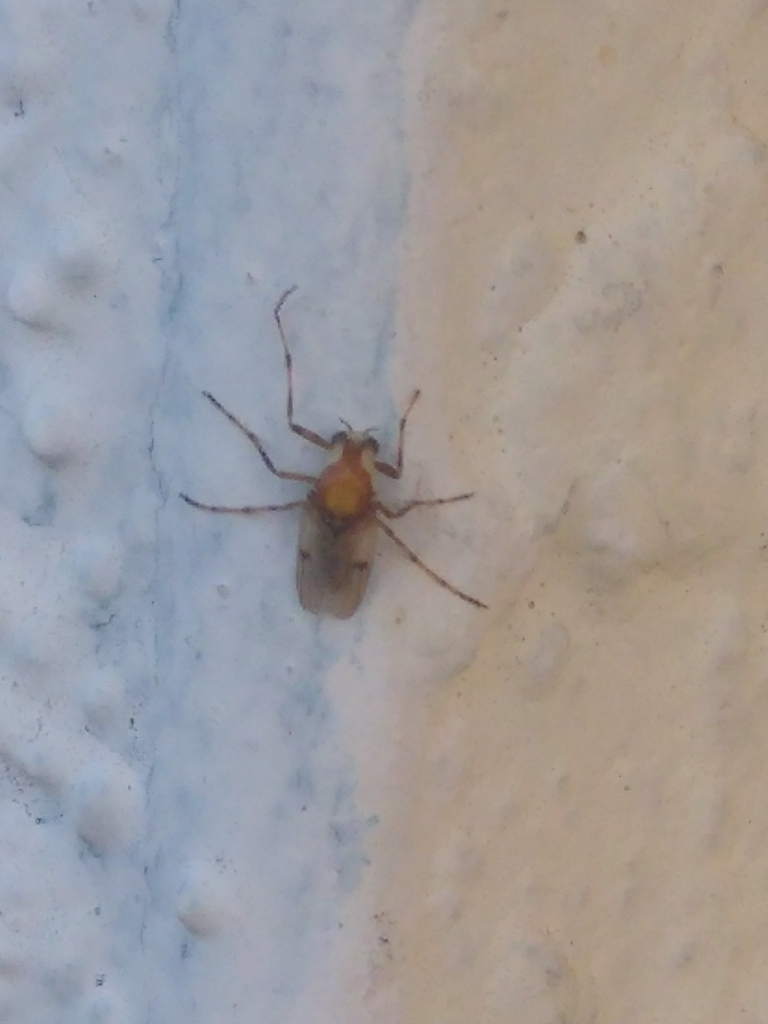 Tanypods from North Port, FL 34291, USA on April 15, 2024 at 07:17 AM ...