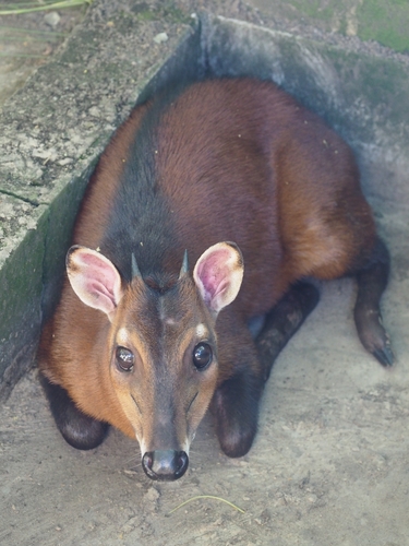 Bay Duiker