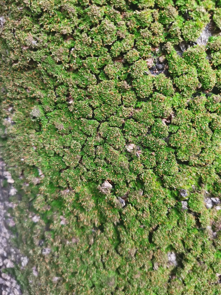 Syrrhopodon prolifer (Syrrhopodon prolifer)