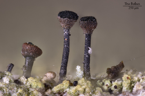 Calicium viride
