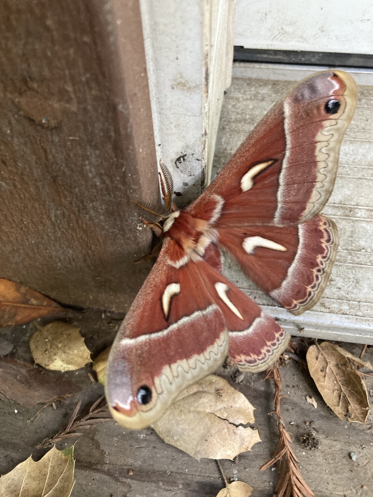 Ceanothus Silk Moth from Bohemian Hwy, Occidental, CA, US on April 15 ...