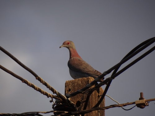 Pale-vented Pigeon