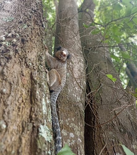 Black-tufted-ear Marmoset