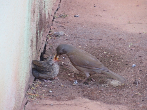 Pale-breasted Thrush