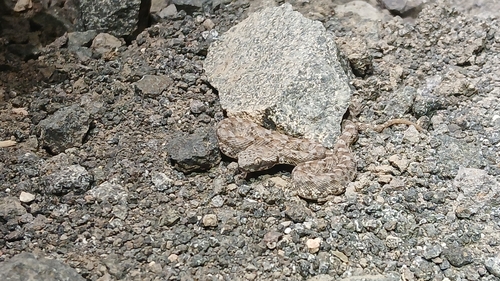 Palestine Saw-scaled Viper