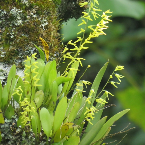 Anathallis acuminata · iNaturalist