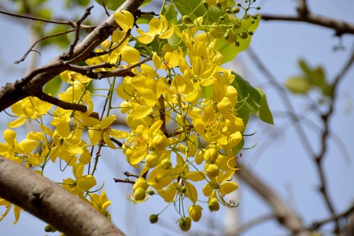 Golden Shower Tree