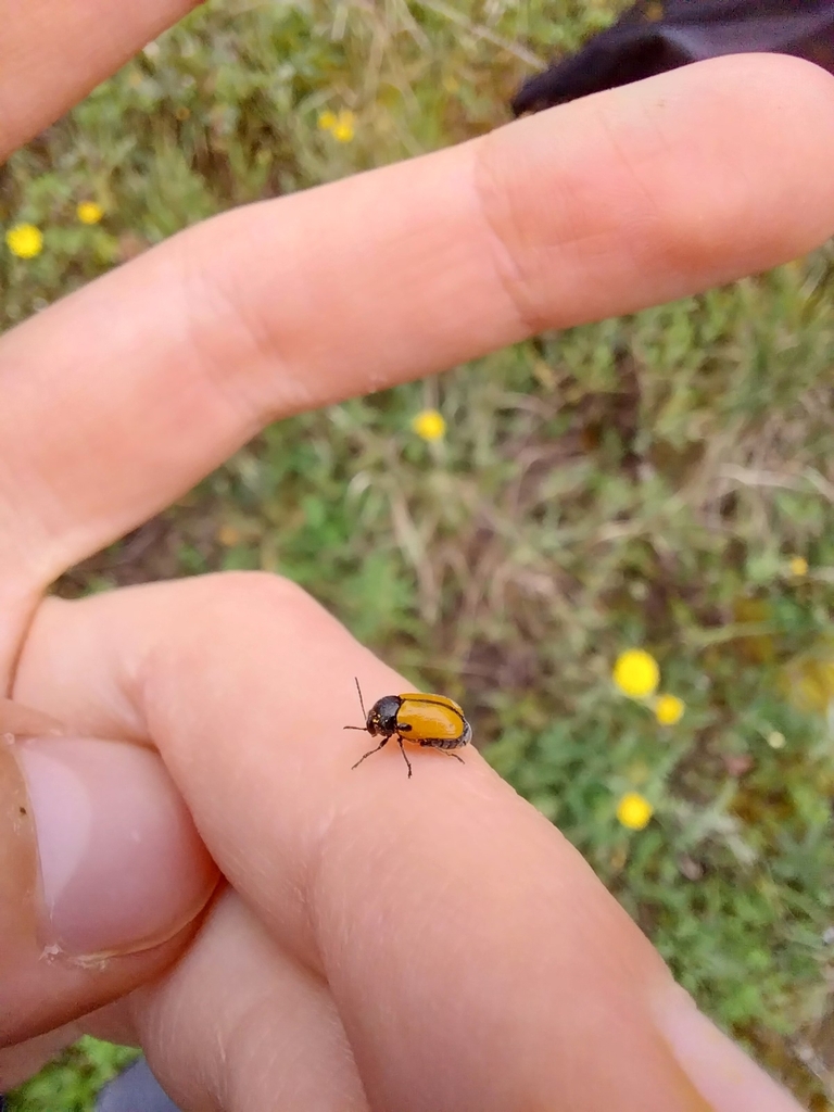 Cryptocephalus rugicollis from Alcobertas, 2040, Portugal on April 6