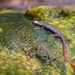 Southern Spectacled Salamander - Photo (c) Michele Procida, all rights reserved, uploaded by Michele Procida