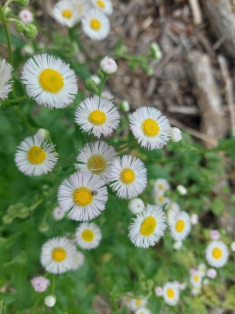 philadelphia-fleabane-from-deco-district-tulsa-ok-usa-on-april-15