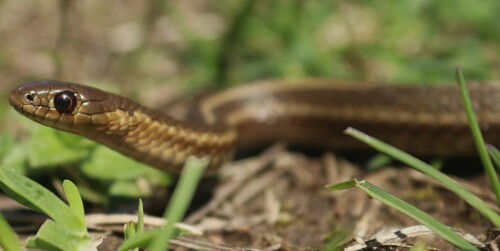 Short-headed Garter Snake