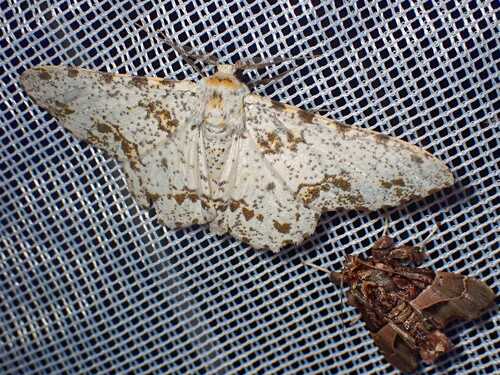 Biston abruptaria