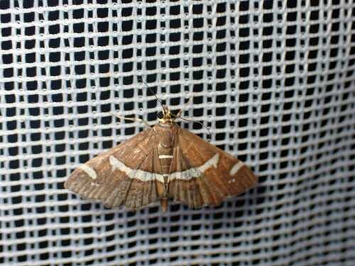 Hawaiian Beet Webworm Moth
