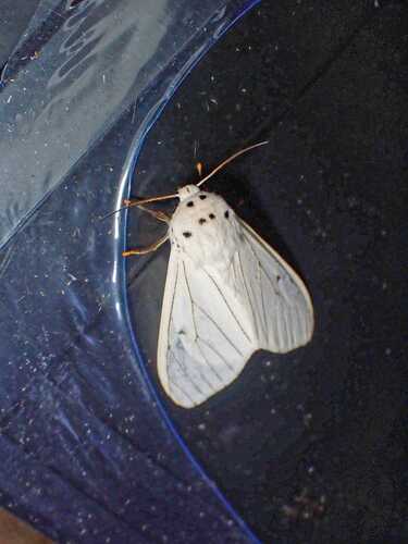 Dubatolovia atrivena
