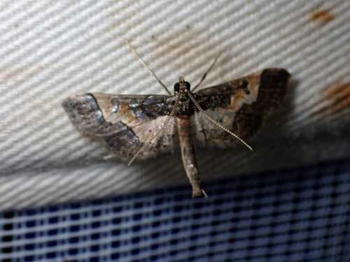 Ornate Hydriris Moth