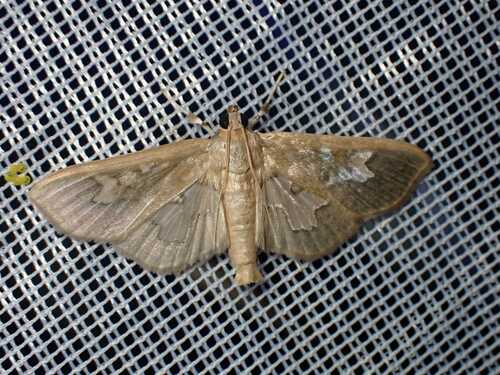 Eporidia dariusalis