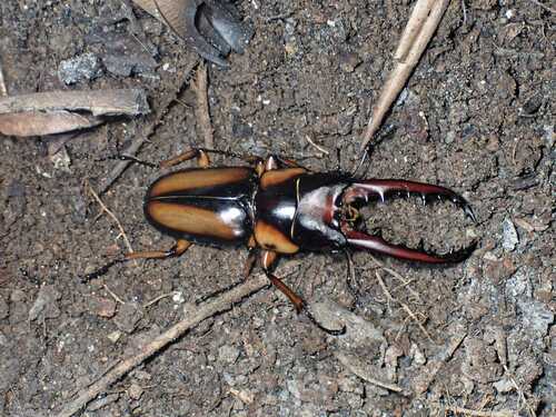 Prosopocoilus savagei