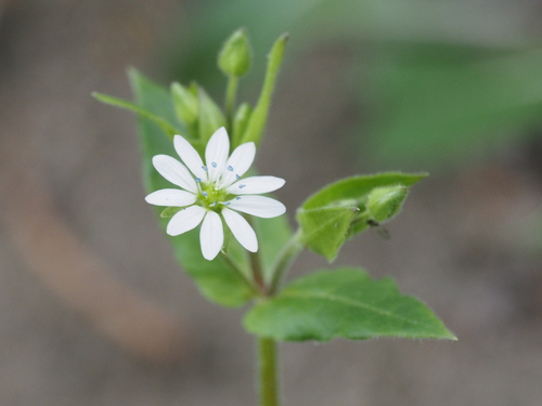 giantchickweed (Myosoton aquaticum)