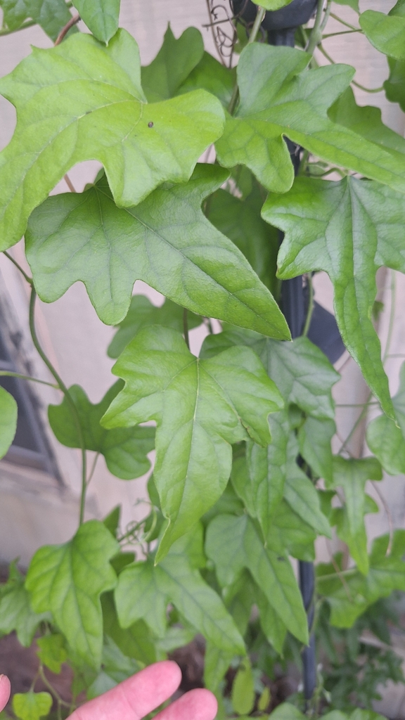 Carolina snailseed from Southridge, Denton, TX, USA on April 15, 2024