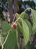 Mexican Mulberry - Photo (c) guadalupe_cornejo_tenorio, all rights reserved, uploaded by guadalupe_cornejo_tenorio
