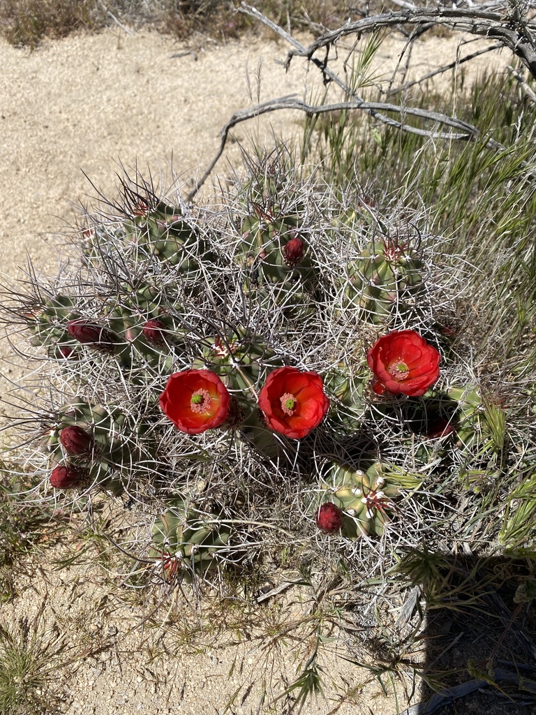 Mojave Kingcup Cactus from Joshua Tree National Park, Desert Hot ...